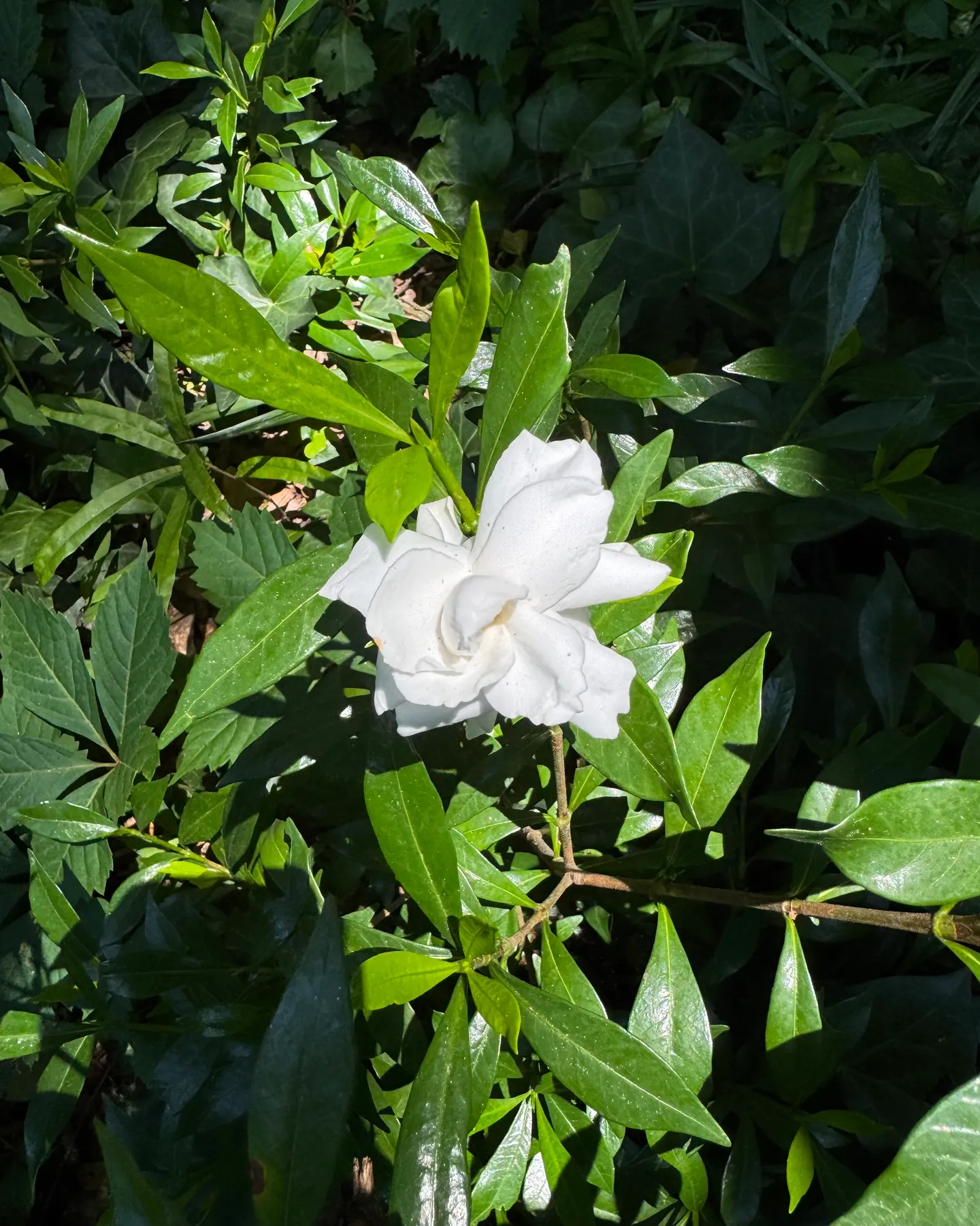 Photo of white gardenia on a bush with shadows
